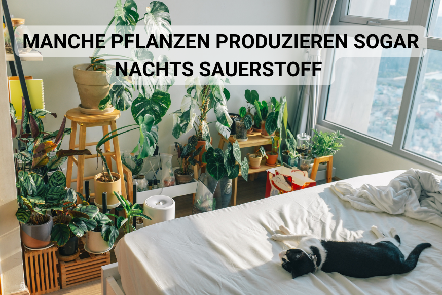 Schlafzimmerpflanzen
